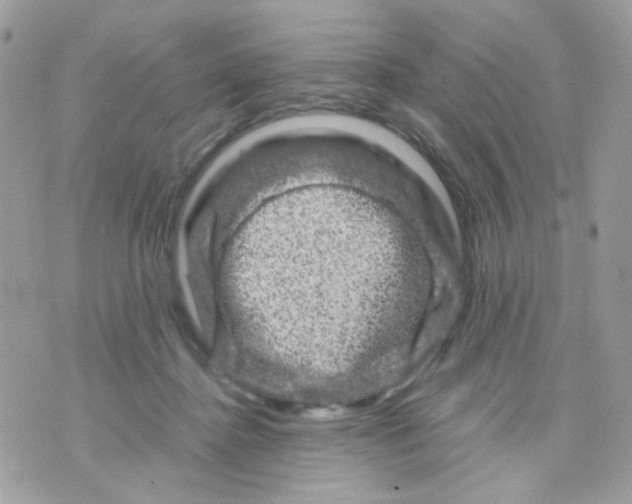 X0000070350364200607072044