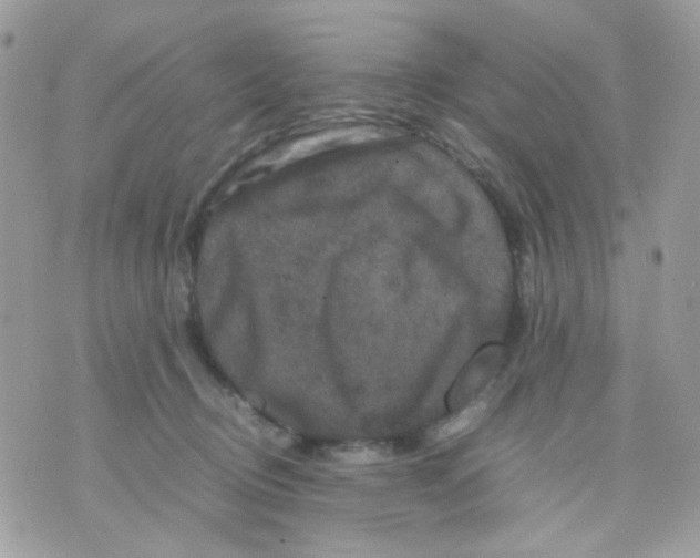 X0000070350370200607072044