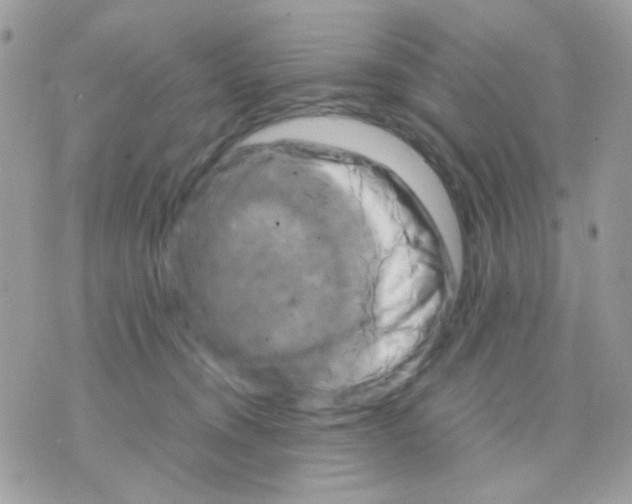 X0000070350372200607072044