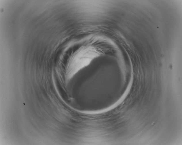 X0000070350374200607072044