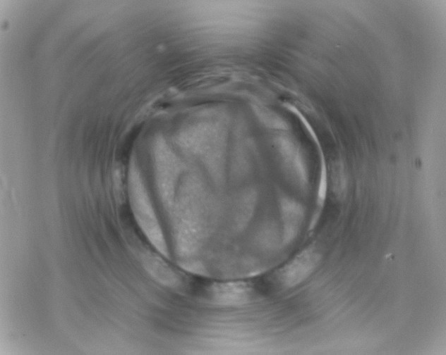 X0000070350378200607072044