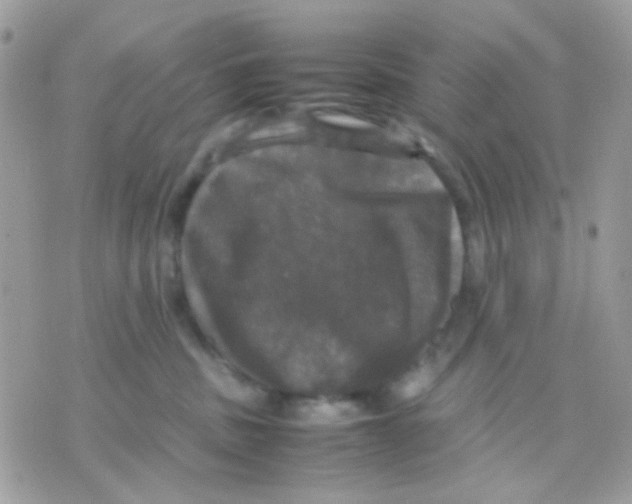 X0000070350379200607072044