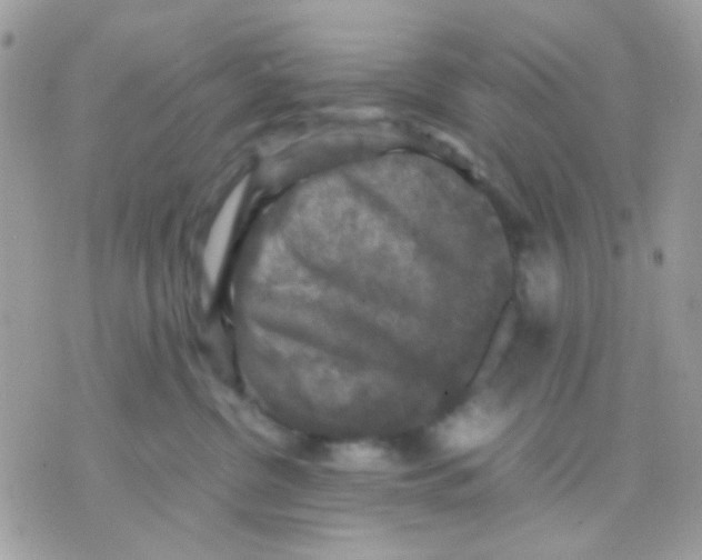 X0000070350380200607072044