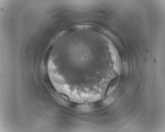 X0000070350381200607072044