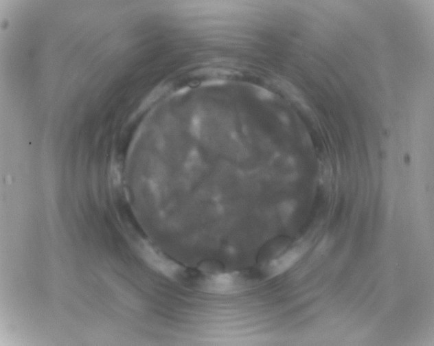 X0000070350382200607072044