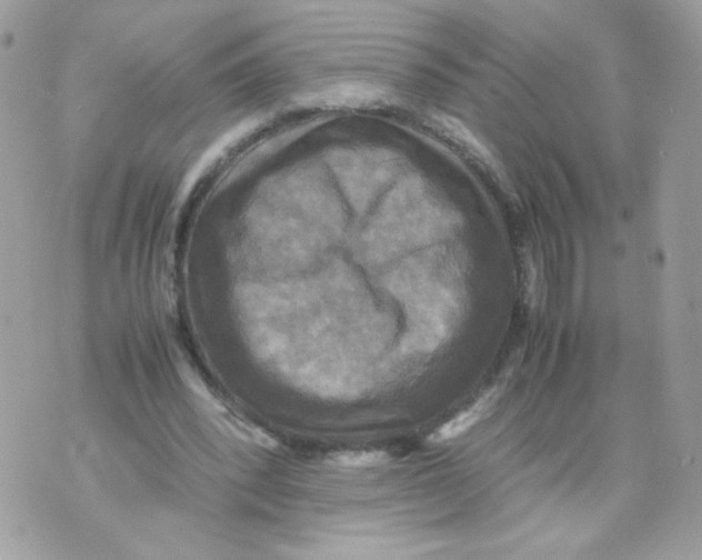 X0000070350392200607072043