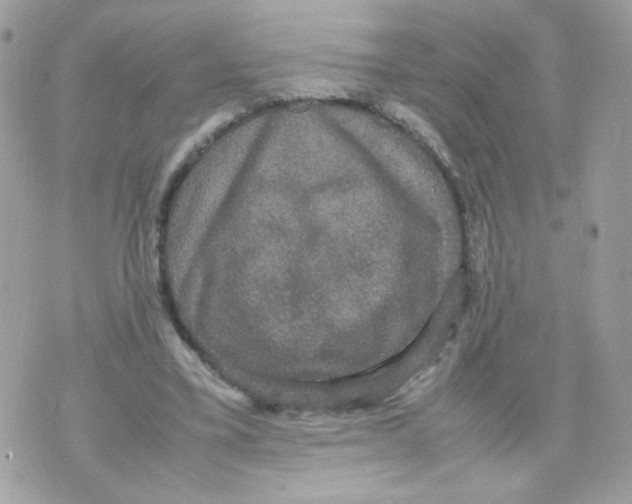 X0000070350395200607072043