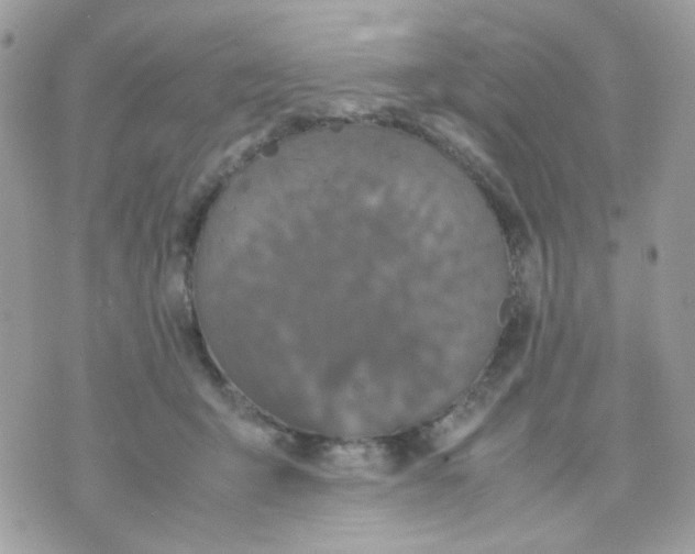 X0000070350415200607072043