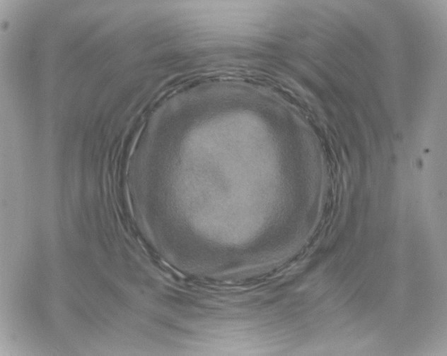 X0000070350421200607072043