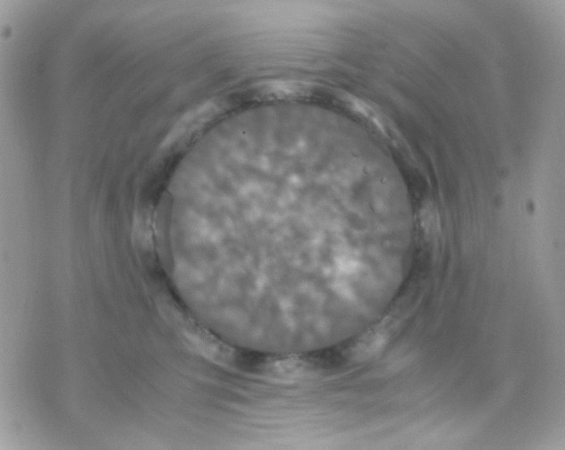 X0000070350423200607072043