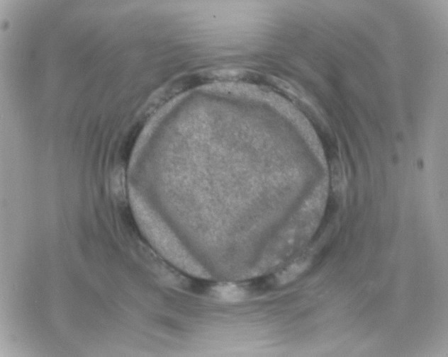 X0000070350425200607072043