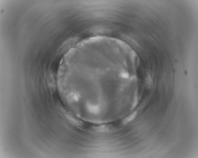 X0000070350430200607072043