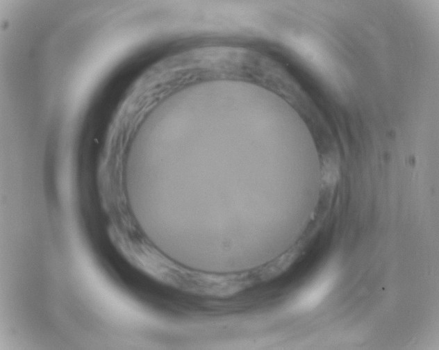 X0000070350431200607072043