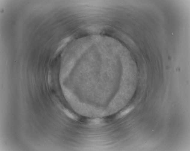 X0000070350432200607072043