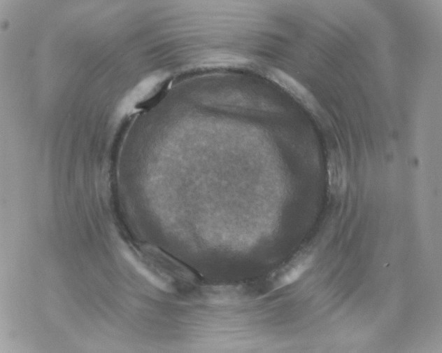 X0000070350436200607072042