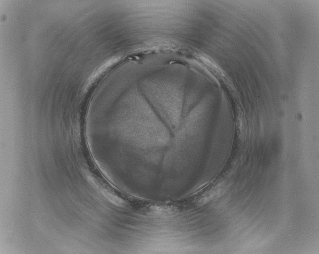 X0000070350442200607072042