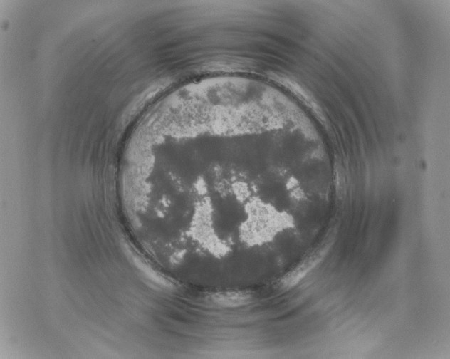 X0000070350445200607072042