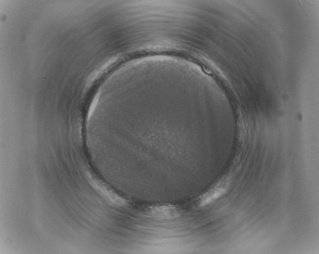 X0000070350446200607072042