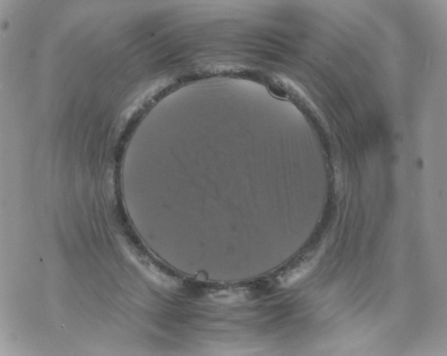 X0000070350447200607072042