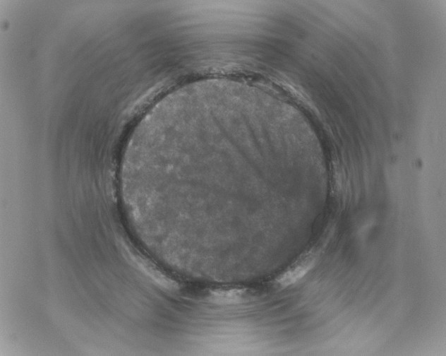 X0000070350450200607072042