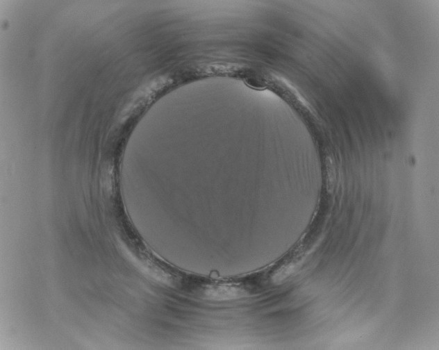 X0000070350451200607072042