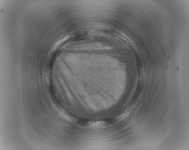 X0000070350452200607072042