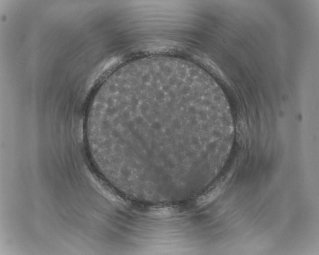 X0000070350454200607072042