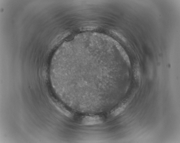 X0000070350455200607072042