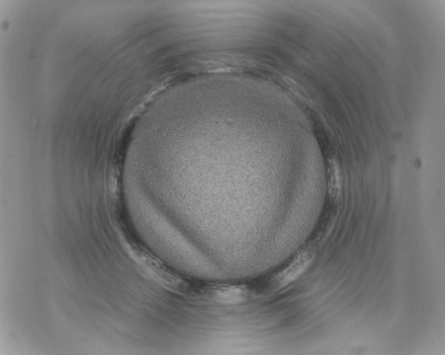 X0000070350456200607072042