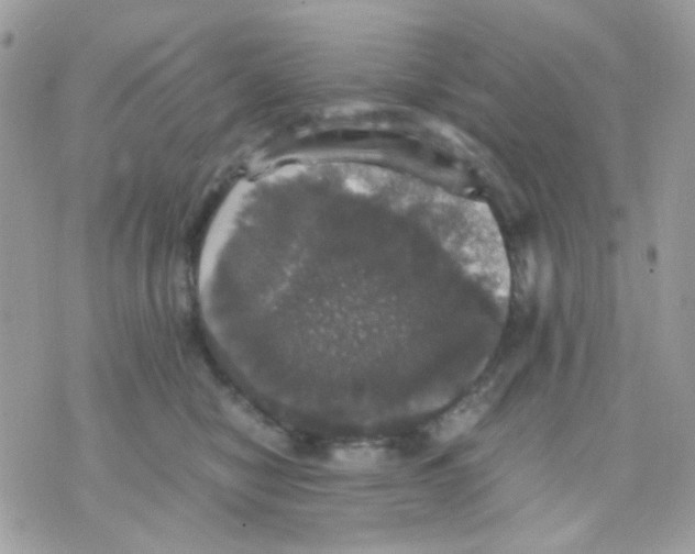 X0000070350470200607072042