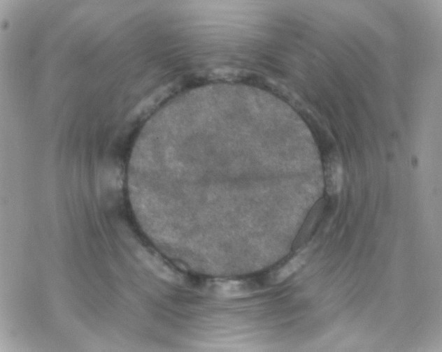 X0000070350472200607072043