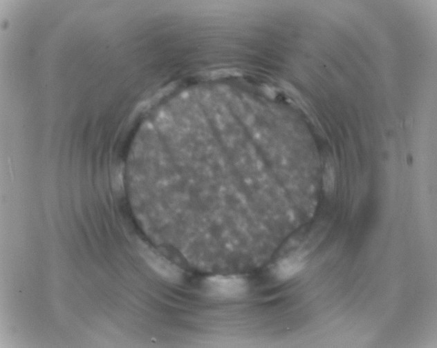 X0000070350477200607072043