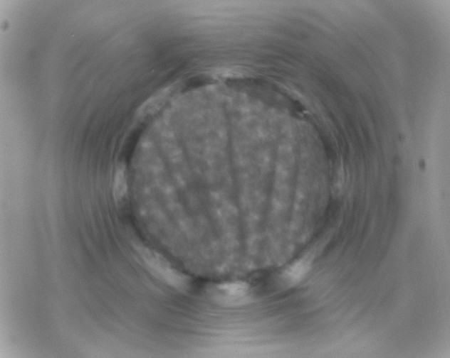 X0000070350478200607072043