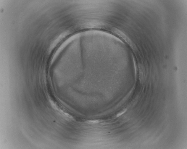 X0000070350482200607072042