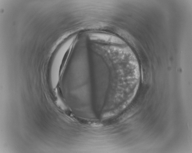 X0000070350483200607072042