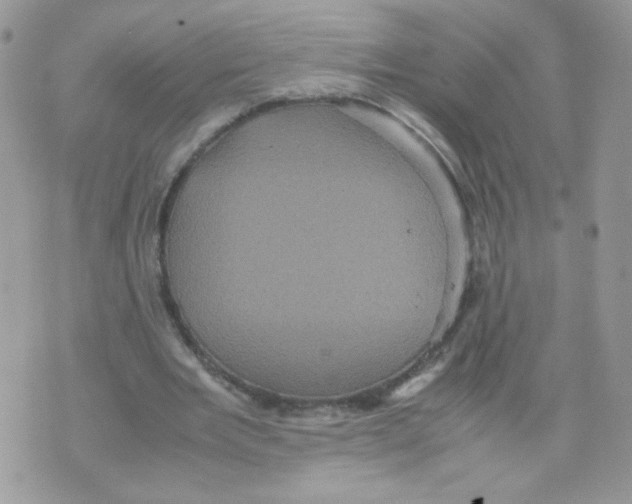 X0000070350485200607072042