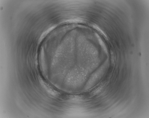 X0000070350486200607072042