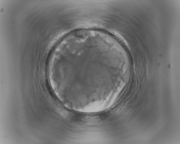 X0000070350487200607072042