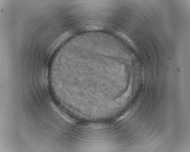 X0000070350490200607072042