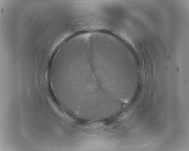 X0000070350491200607072042