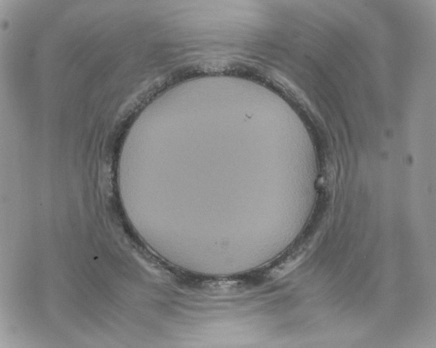 X0000070350497200607072042