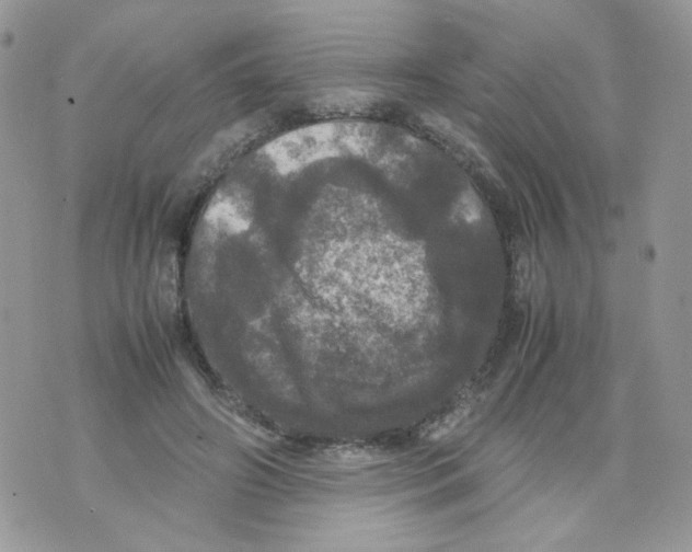 X0000070350498200607072042