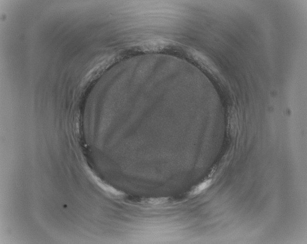 X0000070350501200607072042