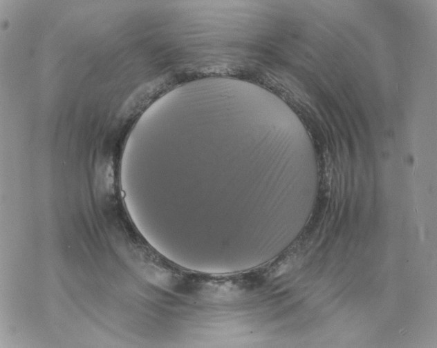 X0000070350502200607072042