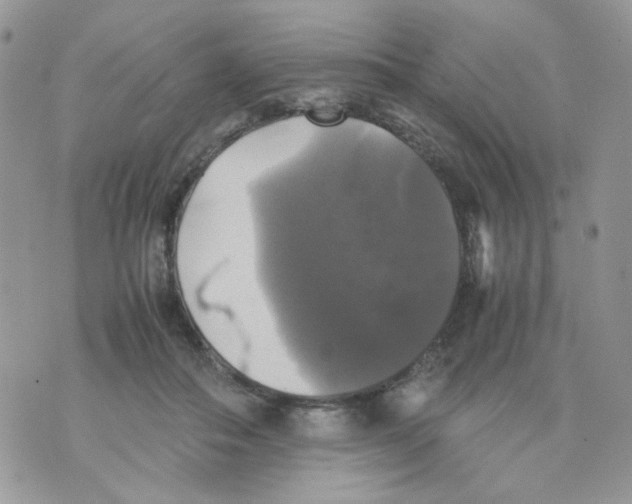 X0000070350506200607072041