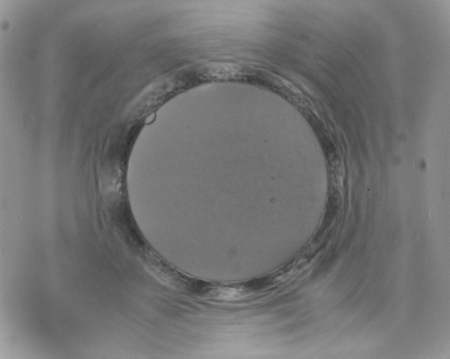 X0000070350507200607072041