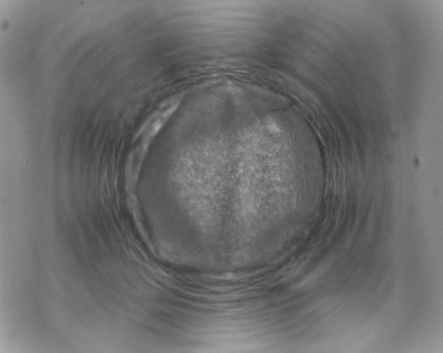 X0000070350514200607072041