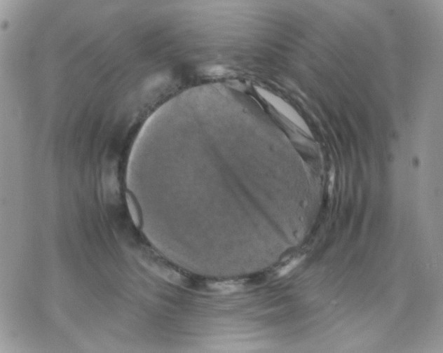 X0000070350516200607072041