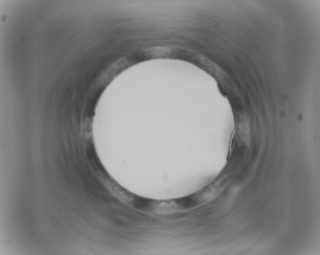 X0000070350525200607072041