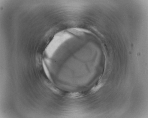 X0000070350528200607072041